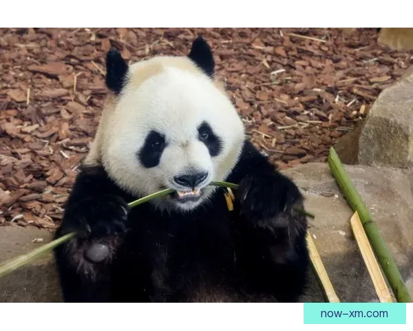 熊猫体育安全吗 如何判断其合法性与安全性保障措施